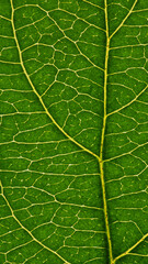 Fresh leaf of fruit tree close-up. Green and yellow mosaic pattern of veins and plant cells. Beautiful summer mobile phone wallpaper. Bright abstract vertical background on a floral theme. Macro