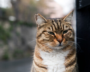 Close up portrait of a calm, silent mackerel tabby stray cat outdoors looking away.
