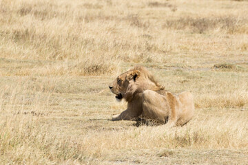 Fototapeta na wymiar Lion on Ngorongoro Conservation Area crater, Tanzania