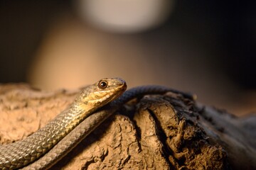snake on a tree