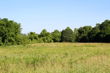 The tall grass field in the country on a sunny day.