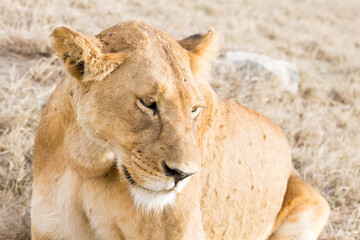 Lioness close up. Serengeti National Park, Tanzania, Africa
