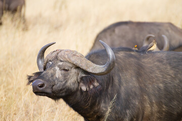 Cape buffalo from Serengeti National Park, Tanzania, Africa