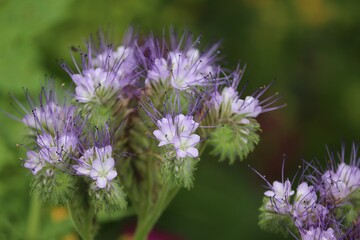 lila Blüten des Bienenfreundes
