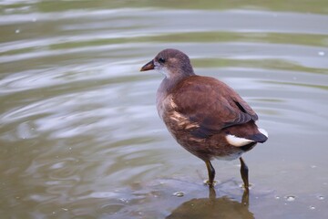 junge Teichralle watet im Wasser