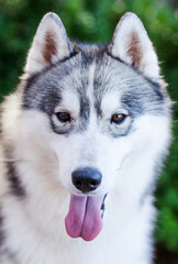 siberian husky dog portrait