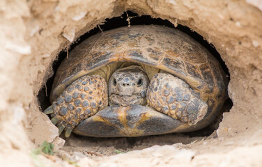 Central Asian steppe turtle in the Ili river valley © Ramil