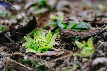 東北の春に芽を出す山菜ふきのとう