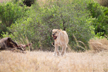 Lioness close up. Serengeti National Park, Tanzania, Africa