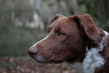 close-up to a brown border collie