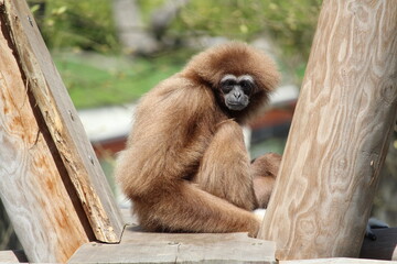 Gibbon-Affe auf Holzgestell