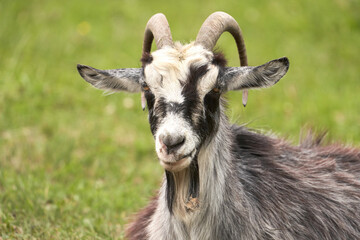 Portrait of a black and white goat with a burdock in its beard. Close-up. Selective focus.