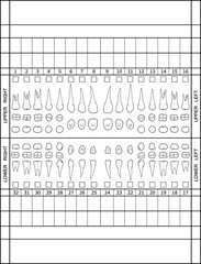 Dental chart. Human teeth with roots numbering chart for adult teeth. Dentist numbering system. Vector. Illustration.