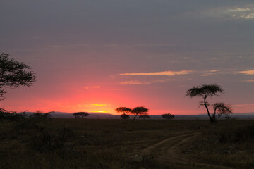 Dawn at Serengeti National Park, Tanzania, Africa