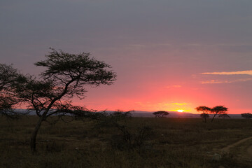 Dawn at Serengeti National Park, Tanzania, Africa