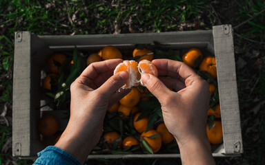 Hands hold mandarin segments after harvesting