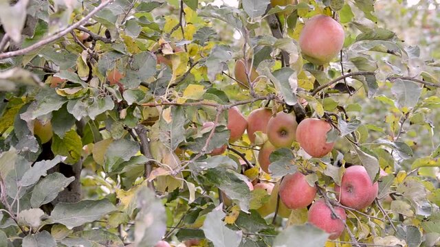 Grupo de manzanas