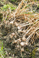 Farmer harvesting garlic heads in the farmland. in Yunlin County, Taiwan.
