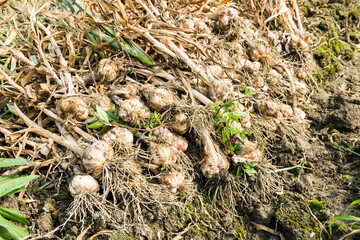 Many bundles of harvested ripe garlic heads with stems and roots lie in a row on the field in Yunlin County, Taiwan.