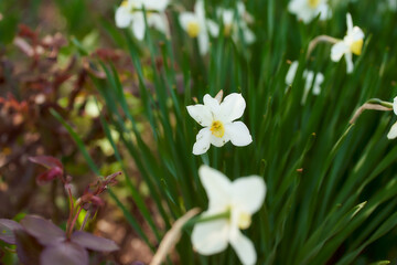 White narcissus flowers in leaf greens. Close Up