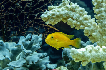 Fish cichlid Labidochromis caeruleus in the freshwater aquarium