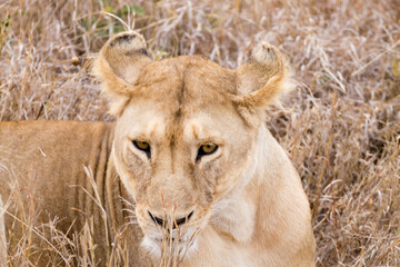 Lioness close up. Serengeti National Park, Tanzania, Africa