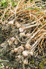 Many bundles of harvested ripe garlic heads with stems and roots lie in a row on the field in Yunlin County, Taiwan.