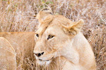 Lioness close up. Serengeti National Park, Tanzania, Africa