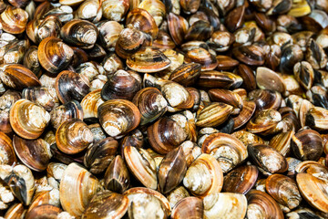 Stacked fresh raw clams in the basket, The Qianzhen fish market auction scene in Kaohsiung, Taiwan.