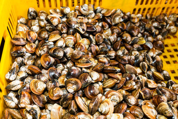 Stacked fresh raw clams in the basket, The Qianzhen fish market auction scene in Kaohsiung, Taiwan.