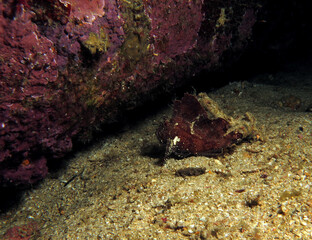 Naklejka na ściany i meble A brown Leaf scorpionfish also known as Paper fish Boracay Philippines