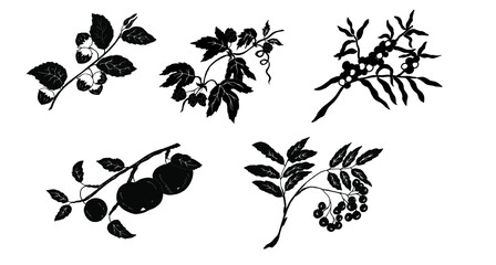 Hazel, hop, sea buckthorn, apple tree, rowan branch. Black silhouette. Vector illustration for crafting.