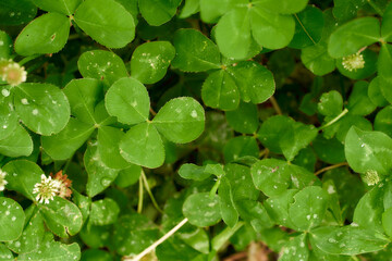 Green grass after the rain. Countryside clover