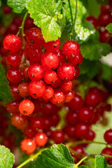 ripe red currant berries on the branches of a bush, a sunny summer day
