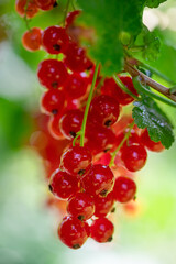 ripe red currant berries on the branches of a bush, a sunny summer day