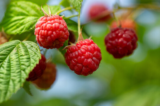 ripe berries of red garden raspberries on the branches of a bush, a sunny summer day