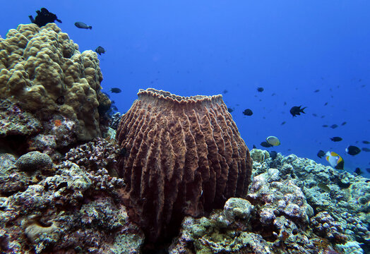 A giant barrel sponge in Maniquin Island Philippines 