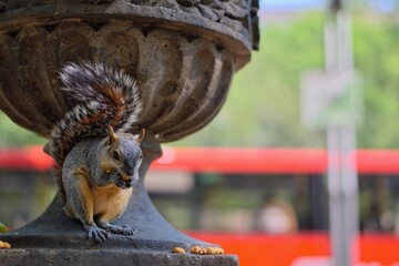 portrait of an eagle