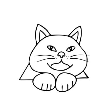 Hand drawn black vector illustration a portrait of a beautiful fat adult young cat with big eyes isolated on a white background