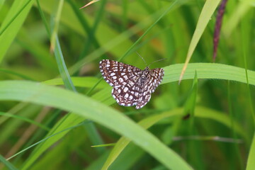 Fototapeta premium A Latticed Heath Moth resting on a Blade of Grass in a Nature Reserve, County Durham, England, UK.