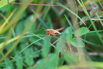 A Common Green Grasshopper or Omocestus viridulus  balancing on a Blade of Grass, County Durham, England, UK.