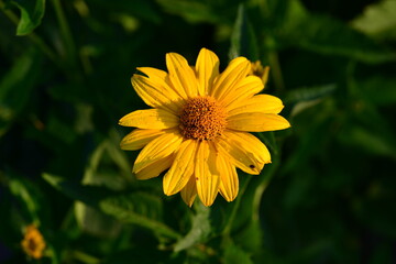 Beautiful echinacea blooms in the summer meadow. sunny day