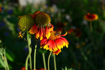 Beautiful echinacea blooms in the summer meadow. sunny day