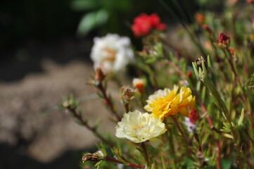colorful flowers in the garden, bee on a flower