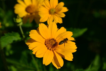 Beautiful echinacea blooms in the summer meadow. sunny day