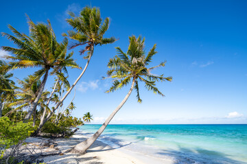 Tropical beach with palm trees and turquoise sea