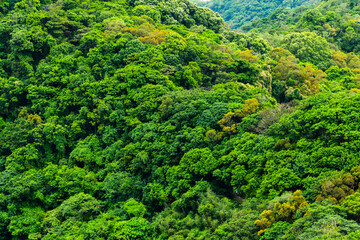 Beautiful green forest in the mountains of Taiwan.