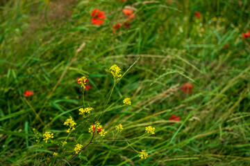 wildflowers and plants in early summer
