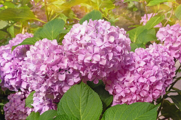 Pink Hydrangea flowers - Hydrangea macrophylla - in garden on sunny summer day