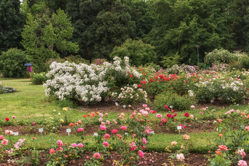 Rose Garden. Selected sorts of exquisite roses for parks, gardens